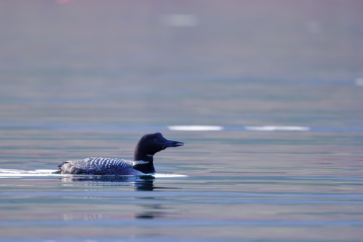 Common Loon - Tory Mathis