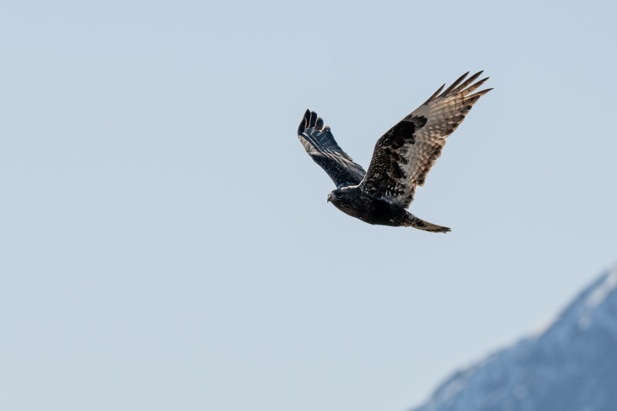 Rough-legged Hawk - ML617785417