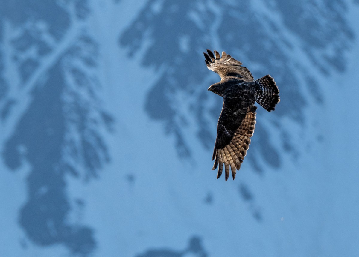 Rough-legged Hawk - ML617785418