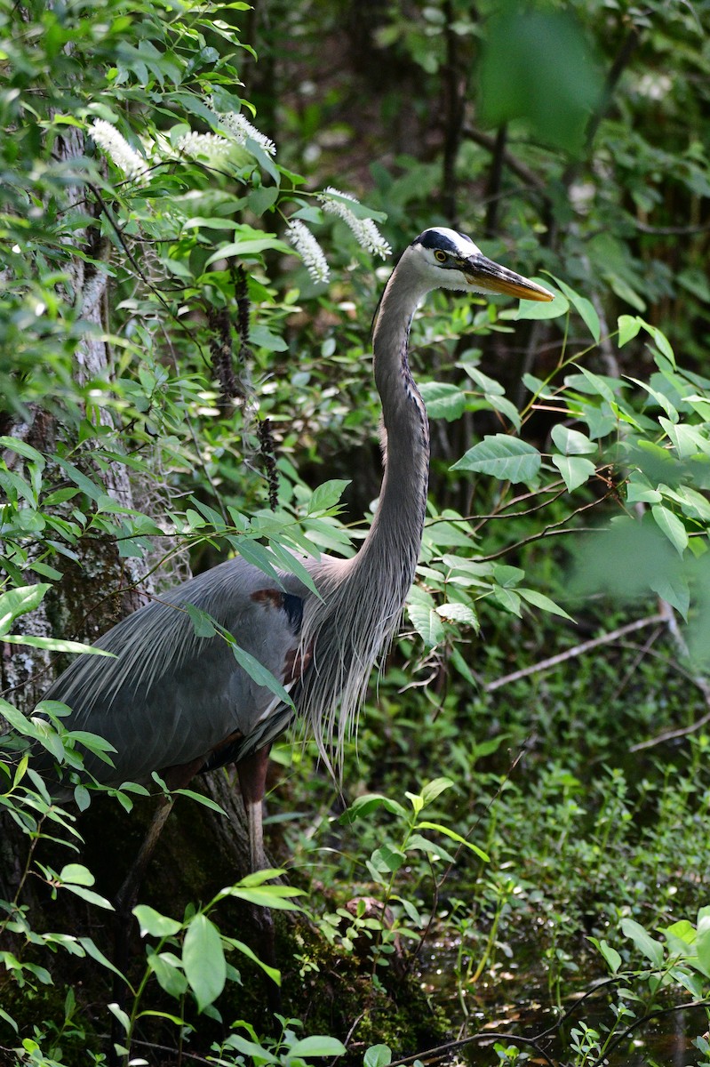 Great Blue Heron - John Becker