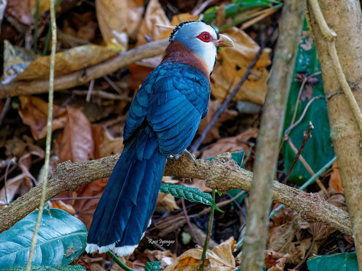 Scale-feathered Malkoha - ML617785431