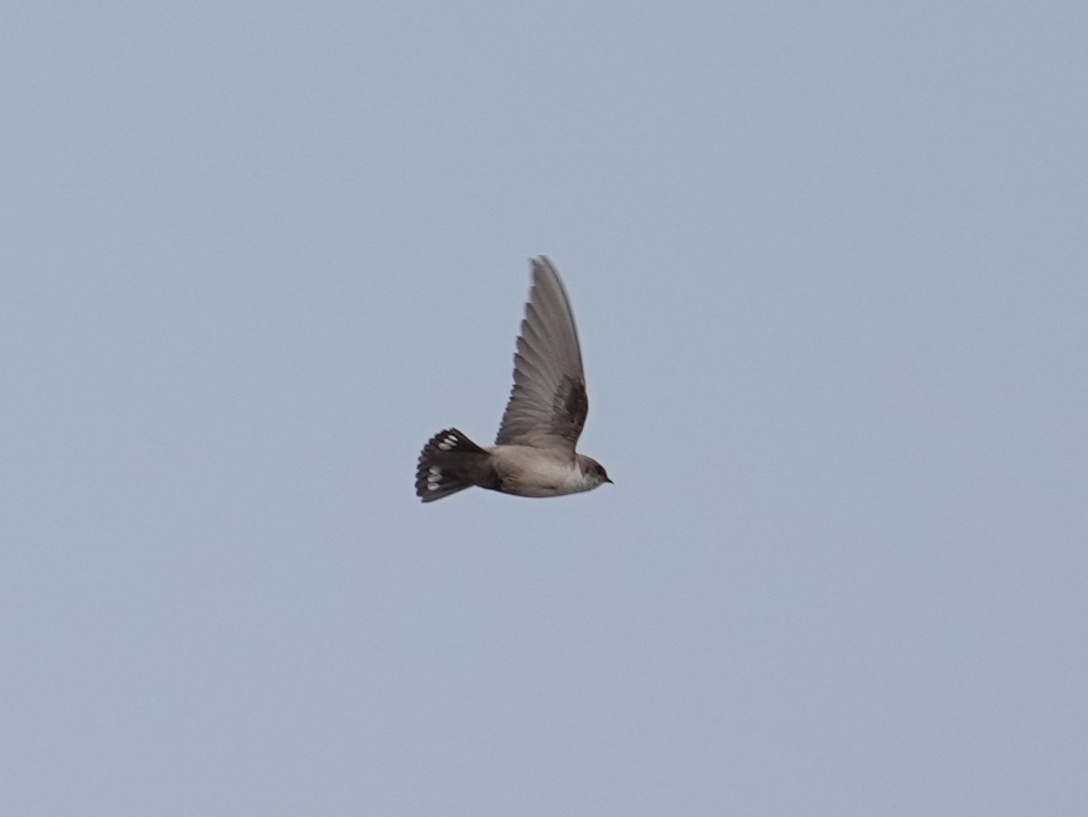 Rock Martin (Pale Crag-Martin) - ML617785450