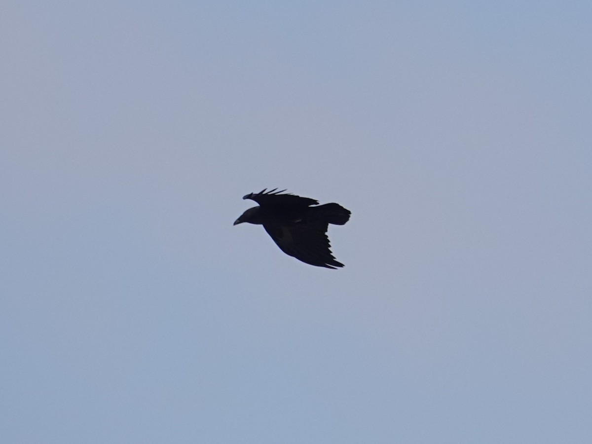 Fan-tailed Raven - Steve Kornfeld