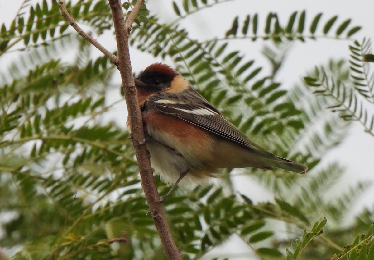 Bay-breasted Warbler - ML617785529