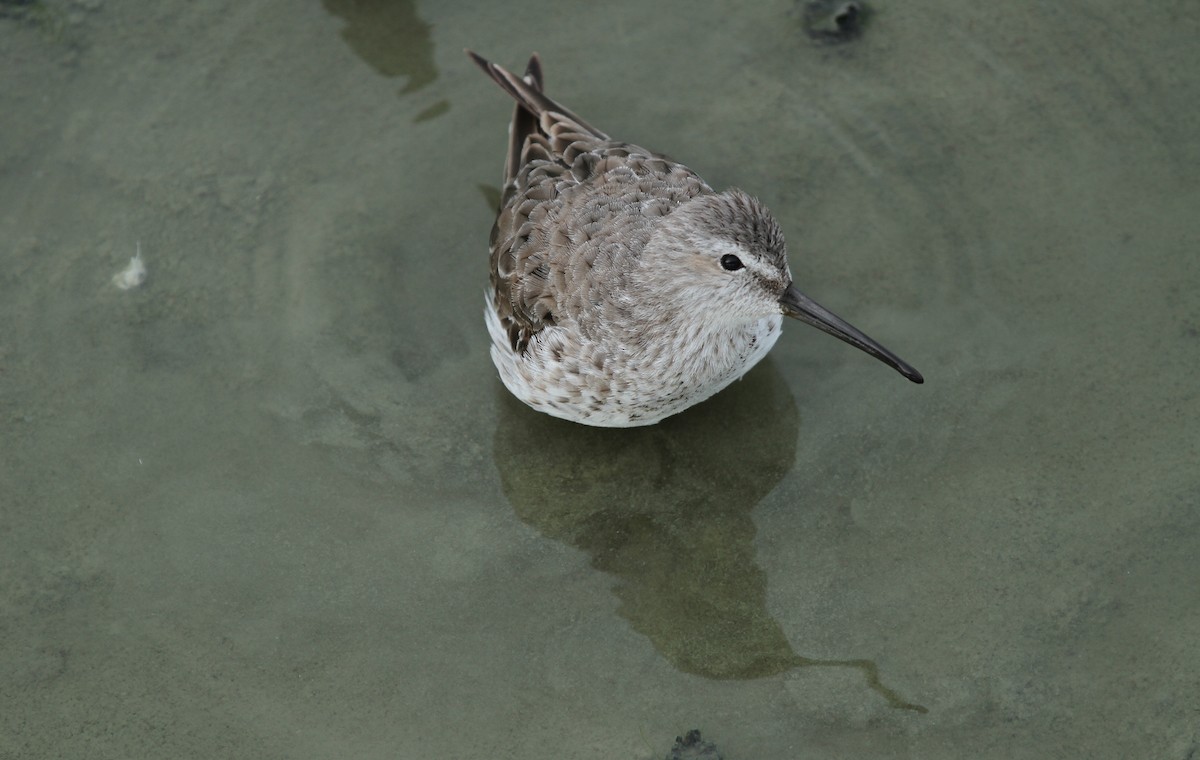 Stilt Sandpiper - Lyann Comrack