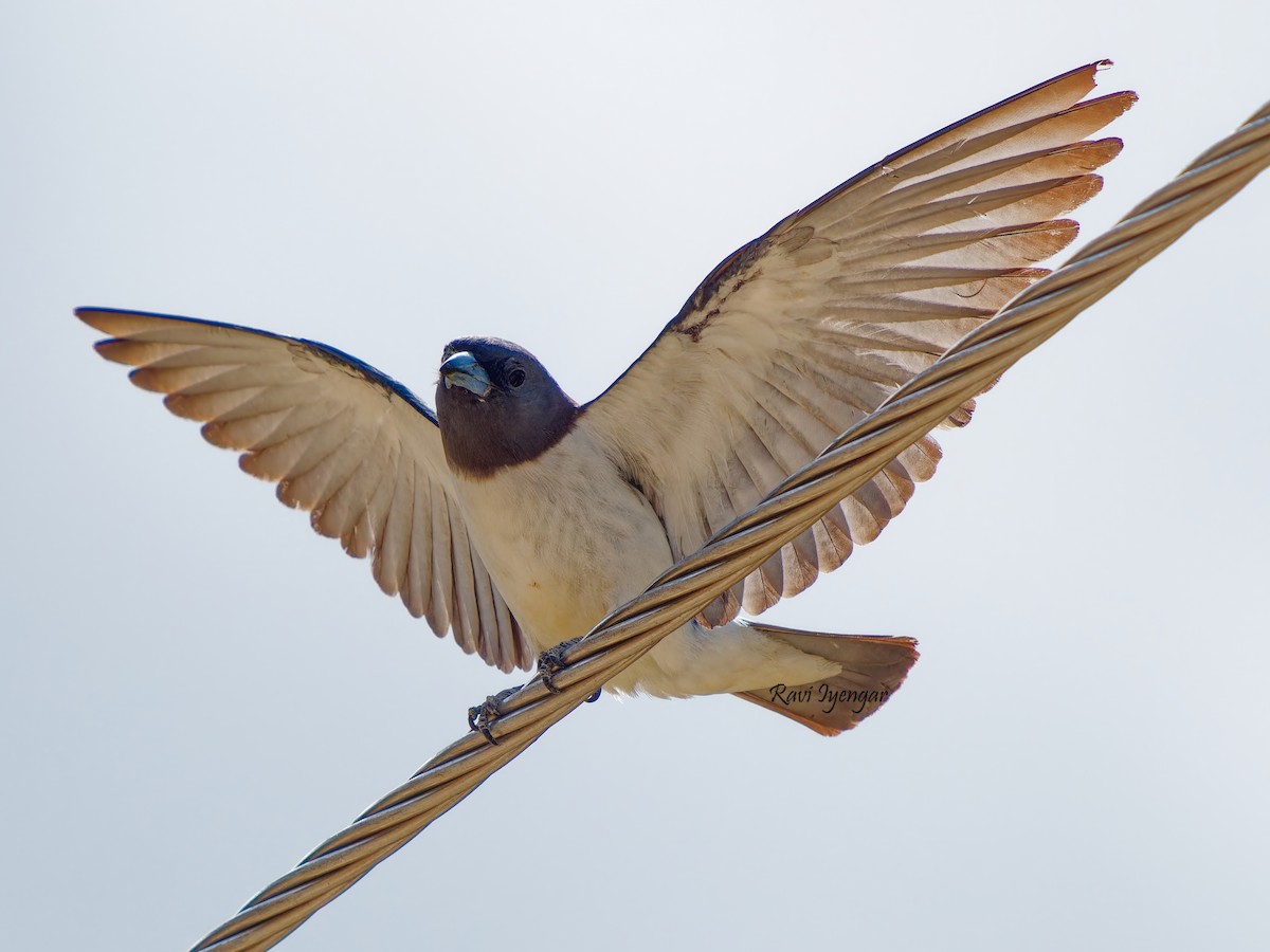 White-breasted Woodswallow - ML617785539