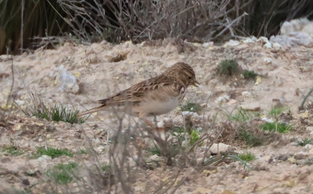 Mediterranean Short-toed Lark - ML617785558