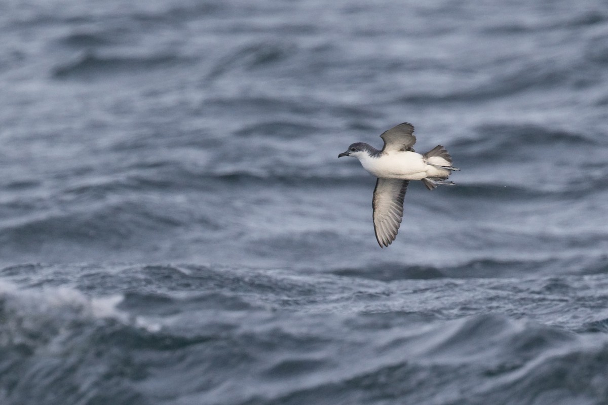 Subantarctic Shearwater - ML617785562