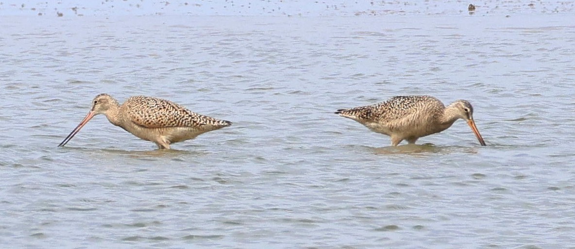 Marbled Godwit - ML617785564