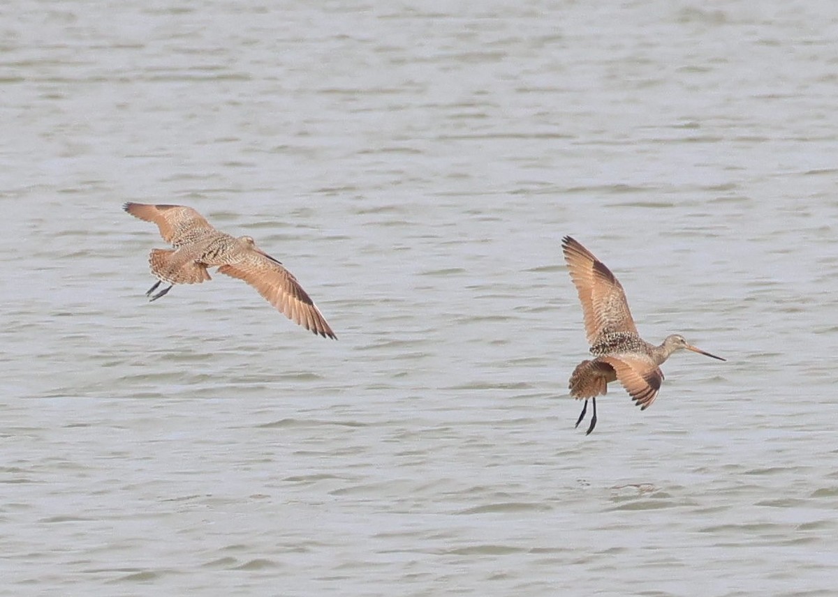 Marbled Godwit - Kenneth  Thompson