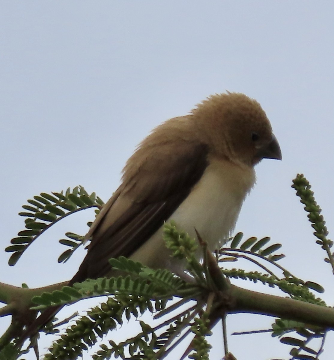 African Silverbill - ML617785570