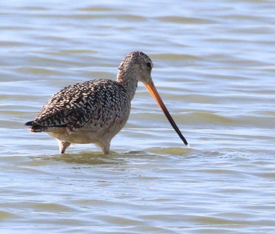 Marbled Godwit - Kenneth  Thompson