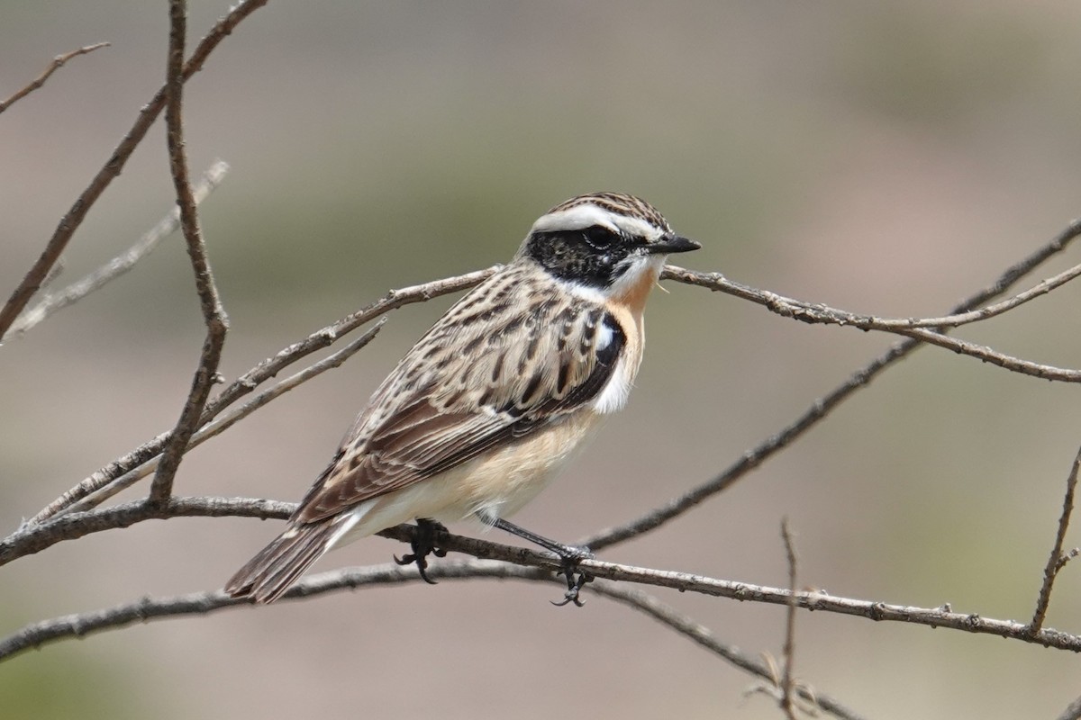 Whinchat - ML617785664