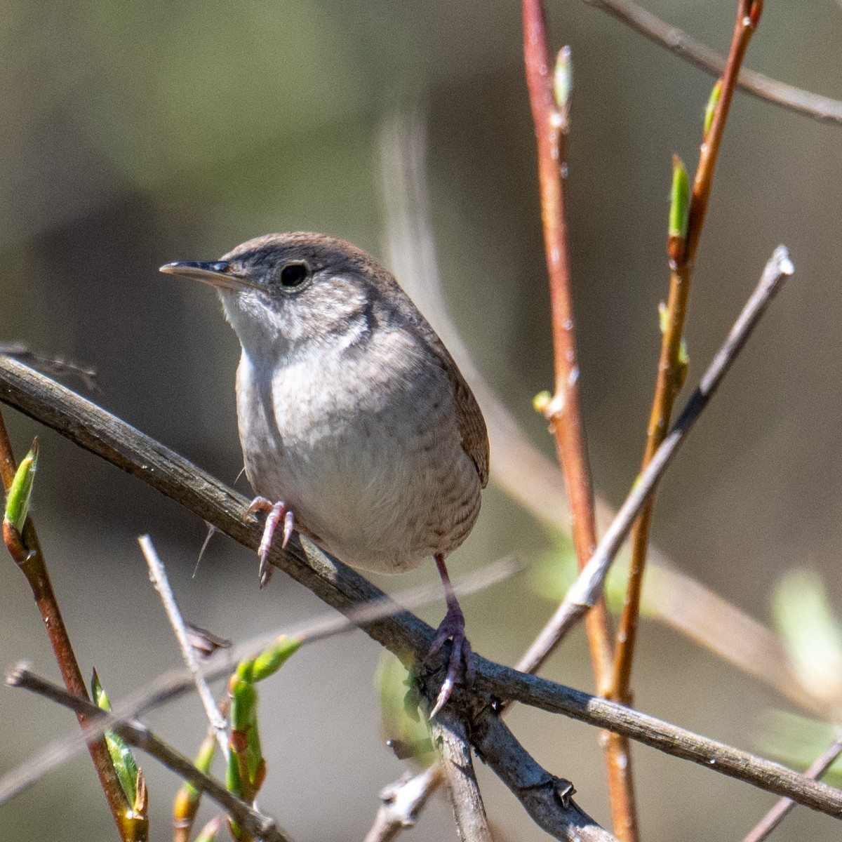 House Wren - Dave Archbell