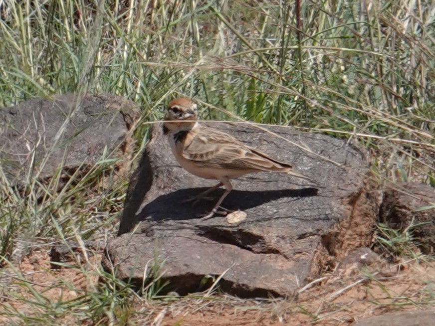 Rufous-capped Lark - Steve Kornfeld