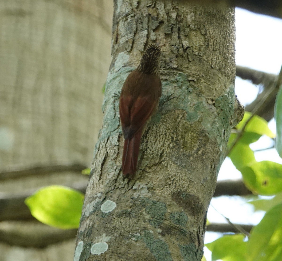 Streak-headed Woodcreeper - ML617785670