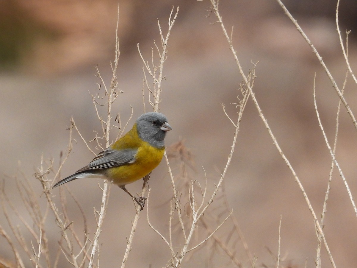 Gray-hooded Sierra Finch - Saskia Hostens