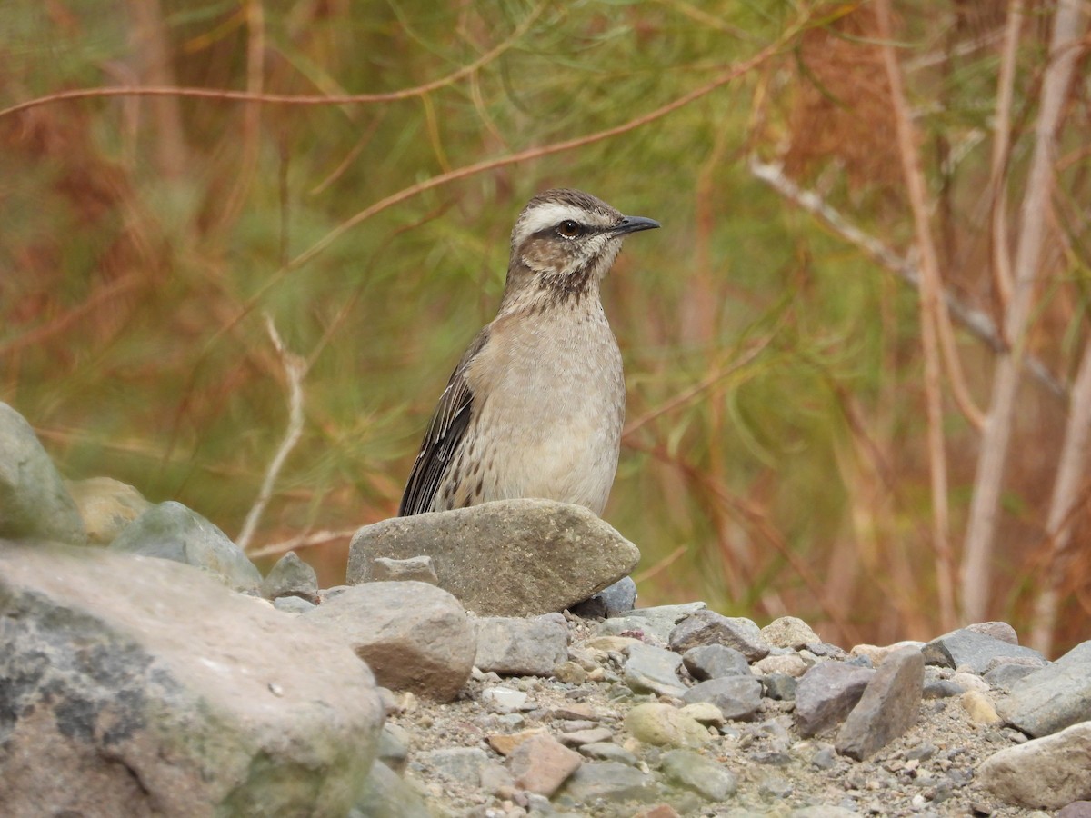 Chilean Mockingbird - ML617785698