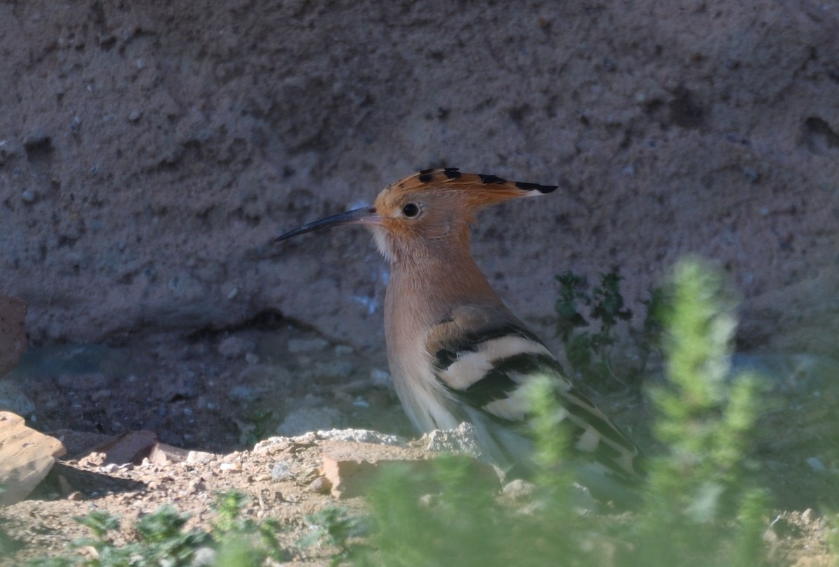 Eurasian Hoopoe - ML617785721