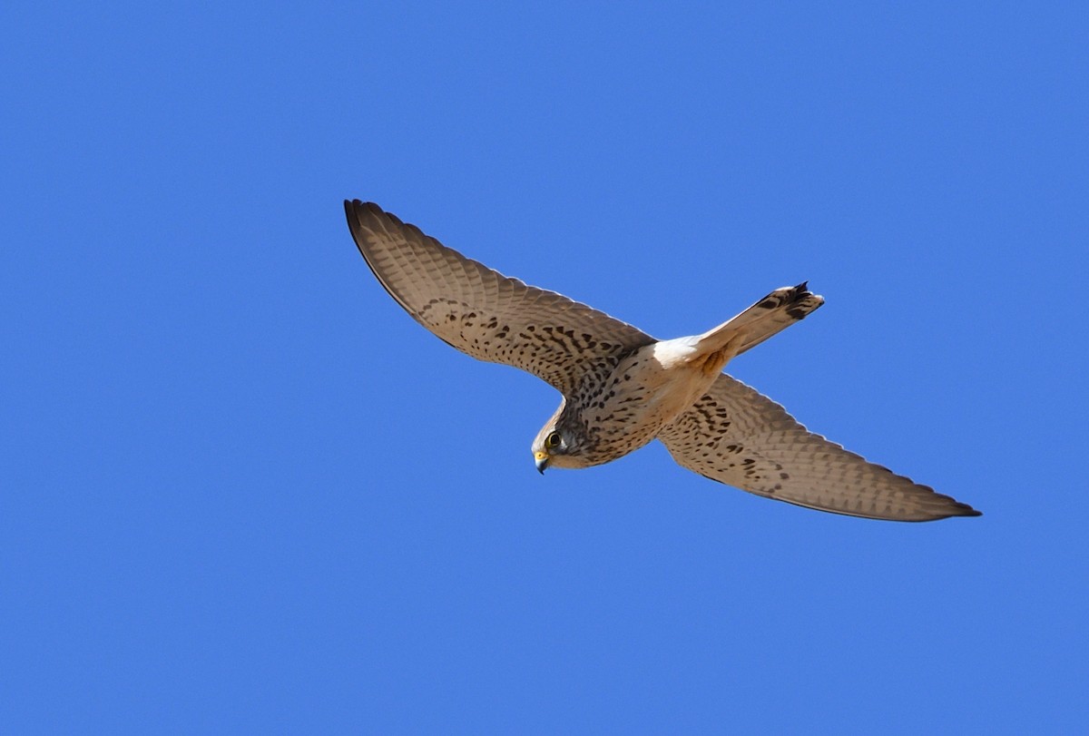 Lesser Kestrel - ML617785728