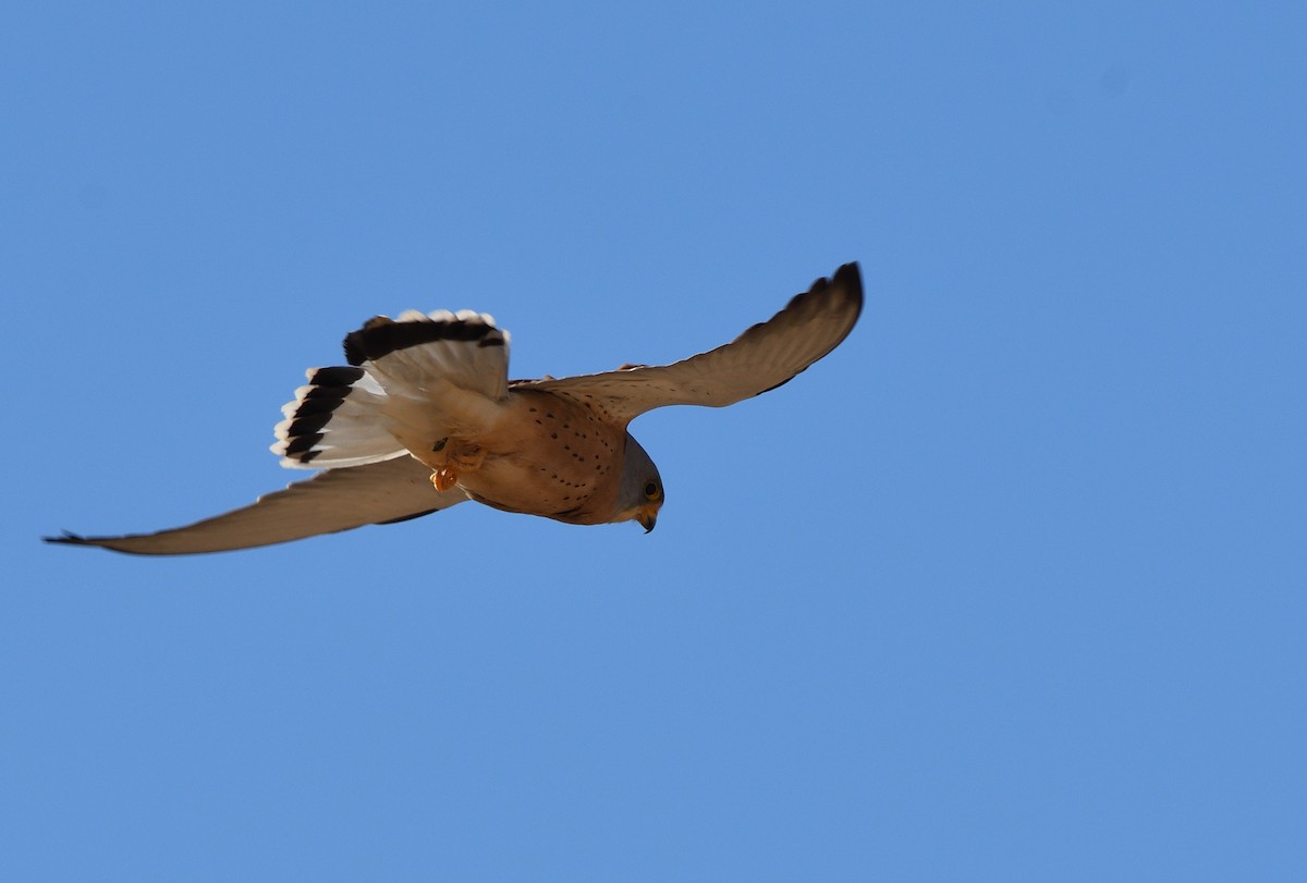 Lesser Kestrel - ML617785729