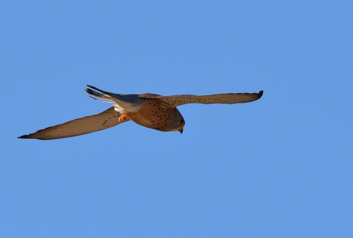 Lesser Kestrel - ML617785732