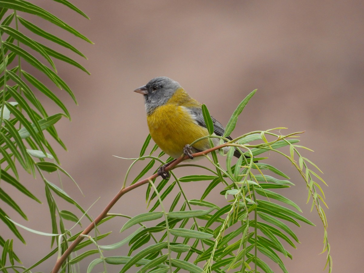 Gray-hooded Sierra Finch - Saskia Hostens