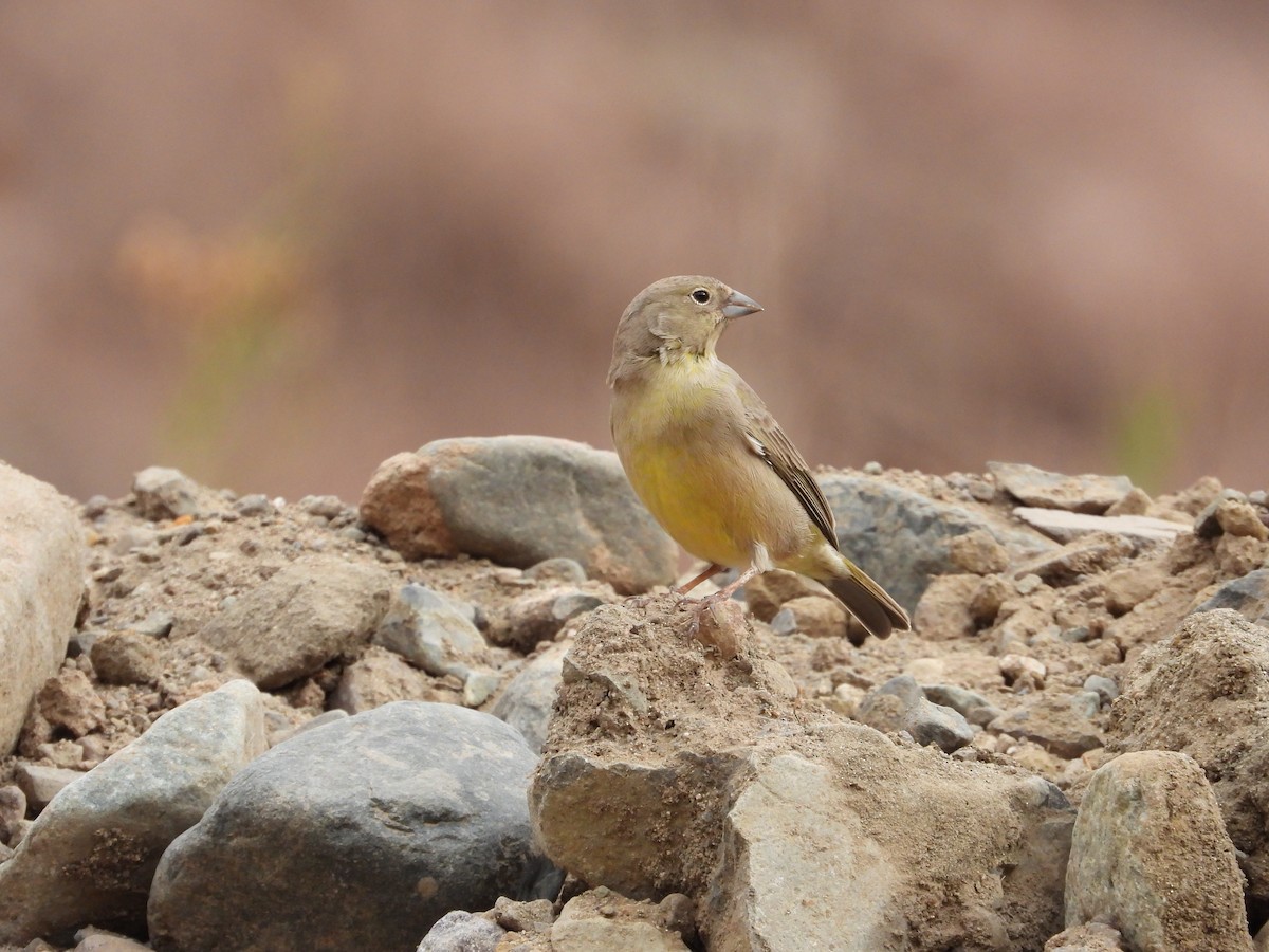 Greenish Yellow-Finch - Saskia Hostens