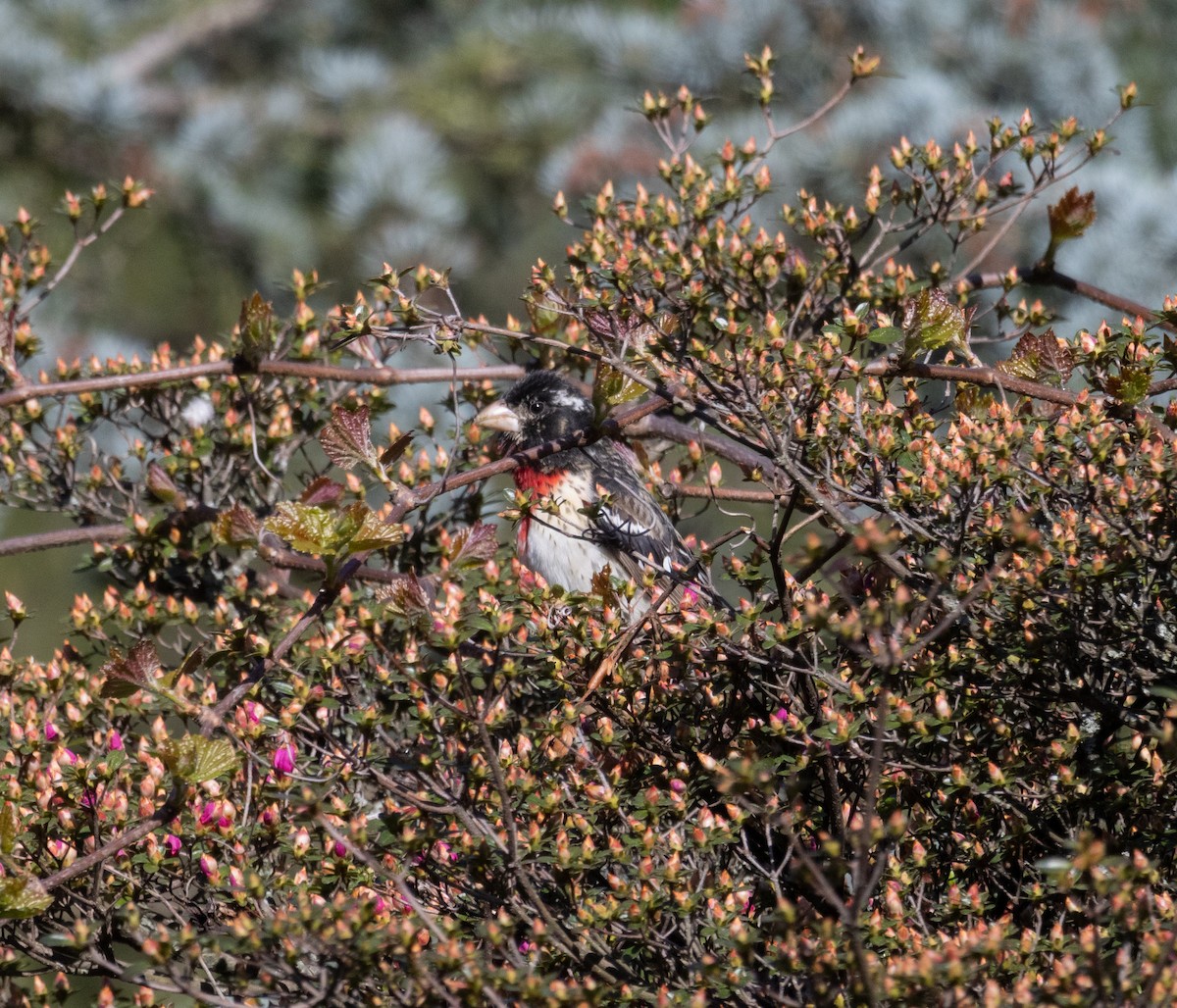 Rose-breasted Grosbeak - ML617785764