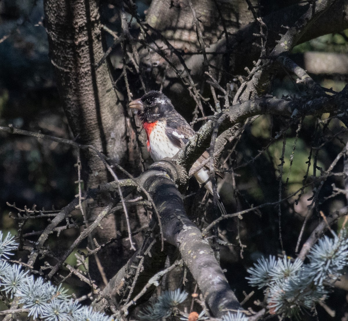 Rose-breasted Grosbeak - ML617785765