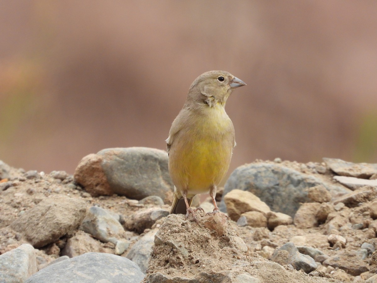 Greenish Yellow-Finch - Saskia Hostens