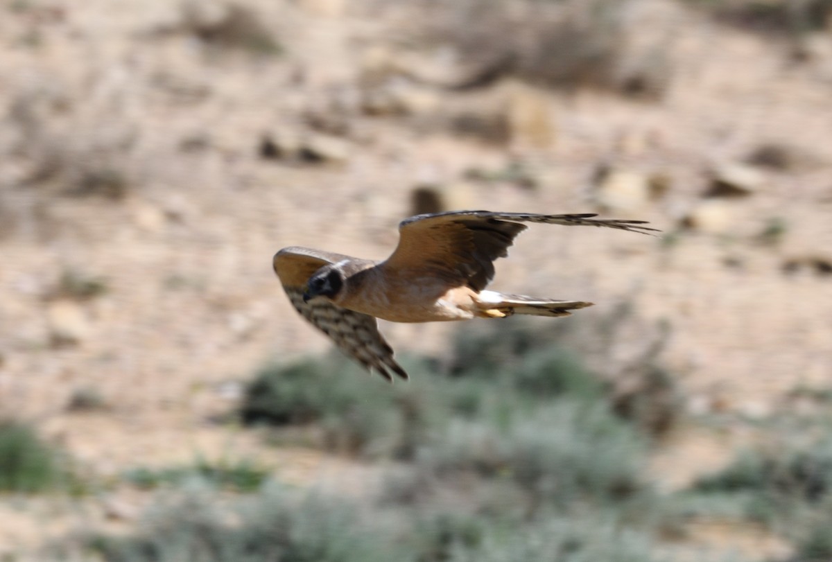 Pallid Harrier - ML617785812