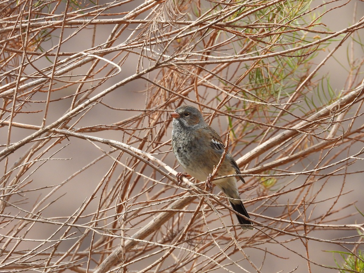 Mourning Sierra Finch - ML617785819