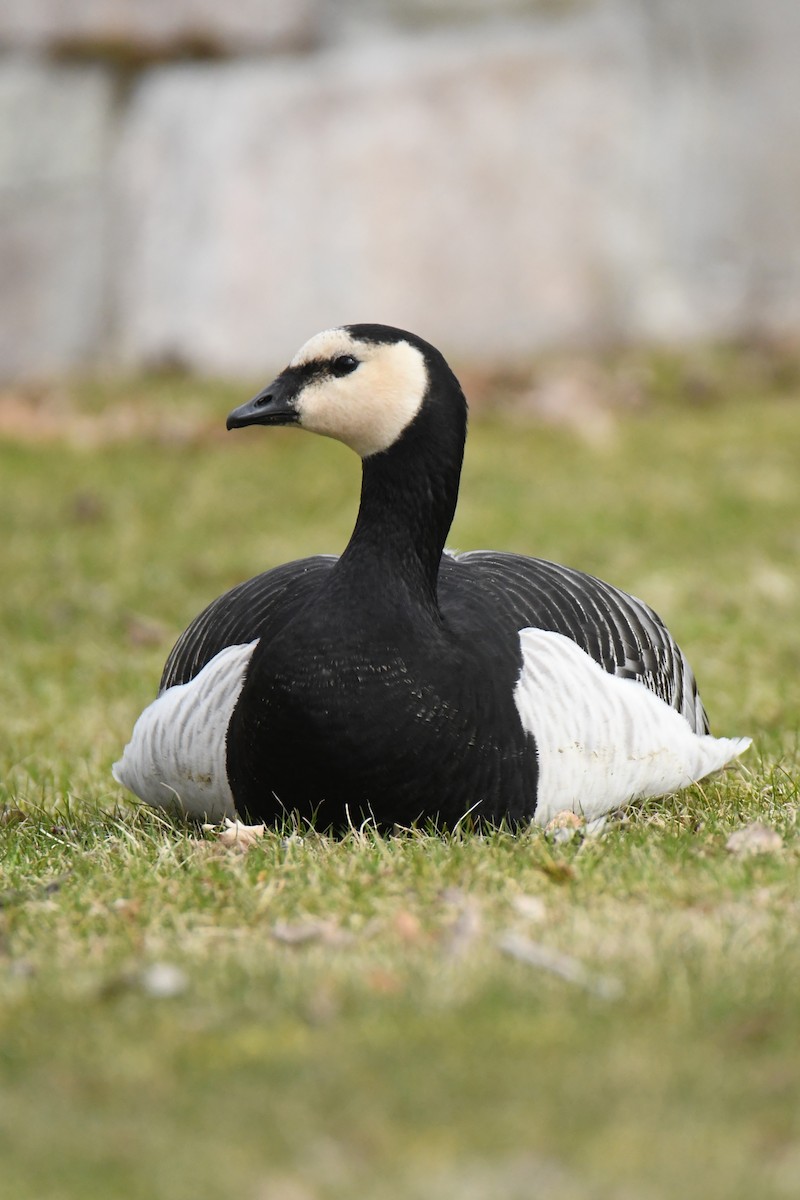 Barnacle Goose - ML617785865