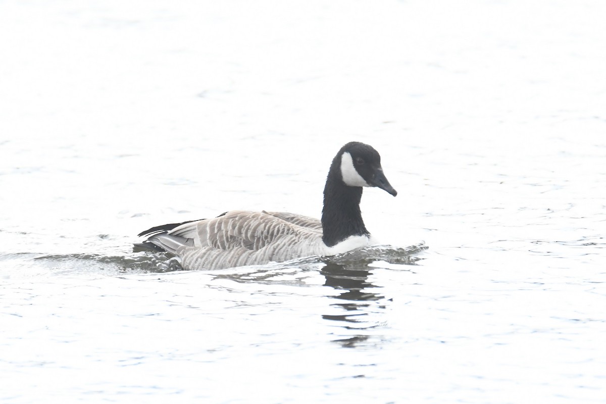 Canada Goose - ML617785874