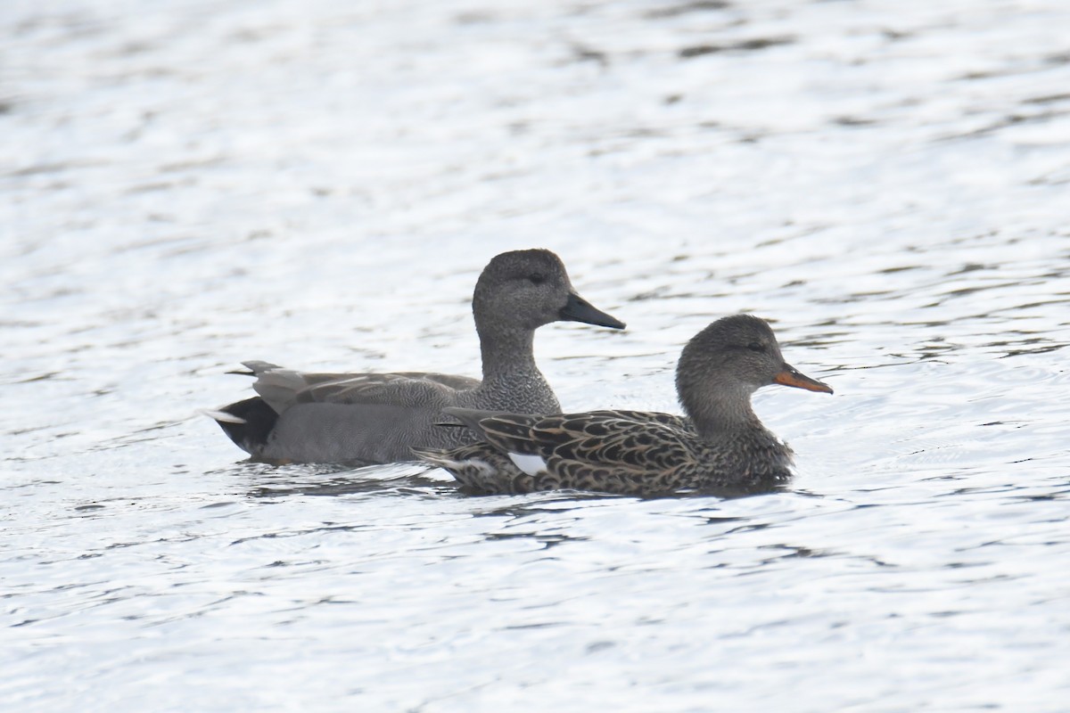 Gadwall - ML617785877