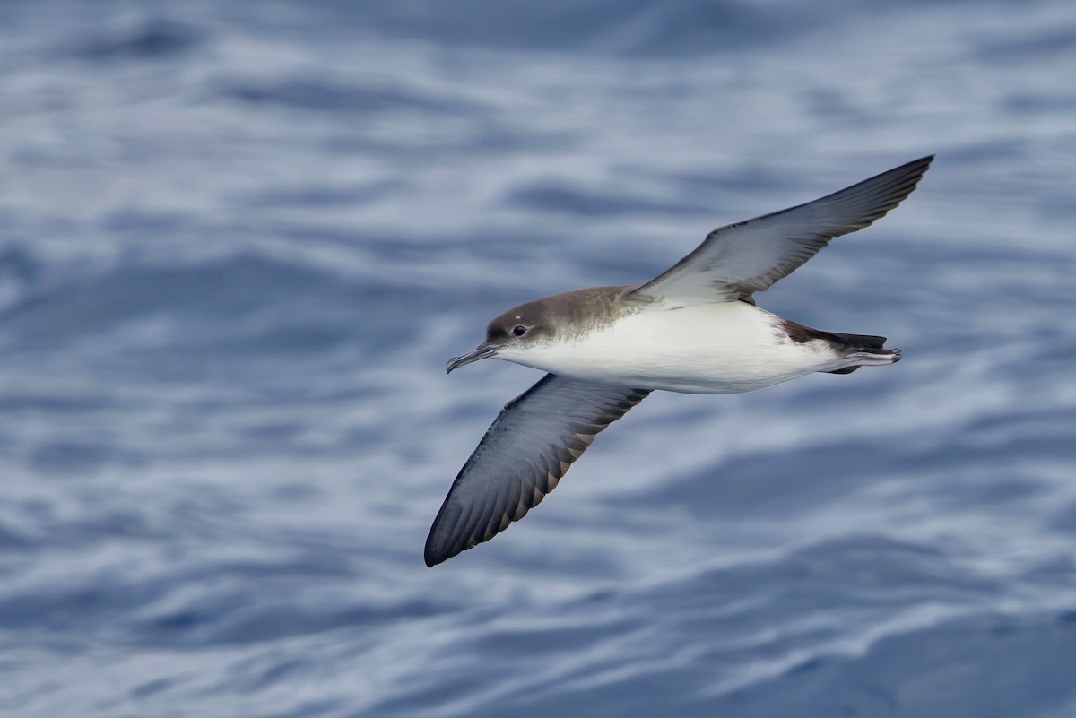 Yelkouan Shearwater - David Castellano Sanchez