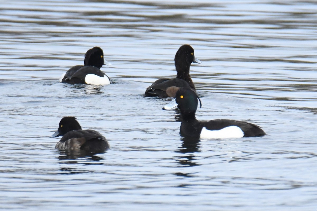 Tufted Duck - ML617785882