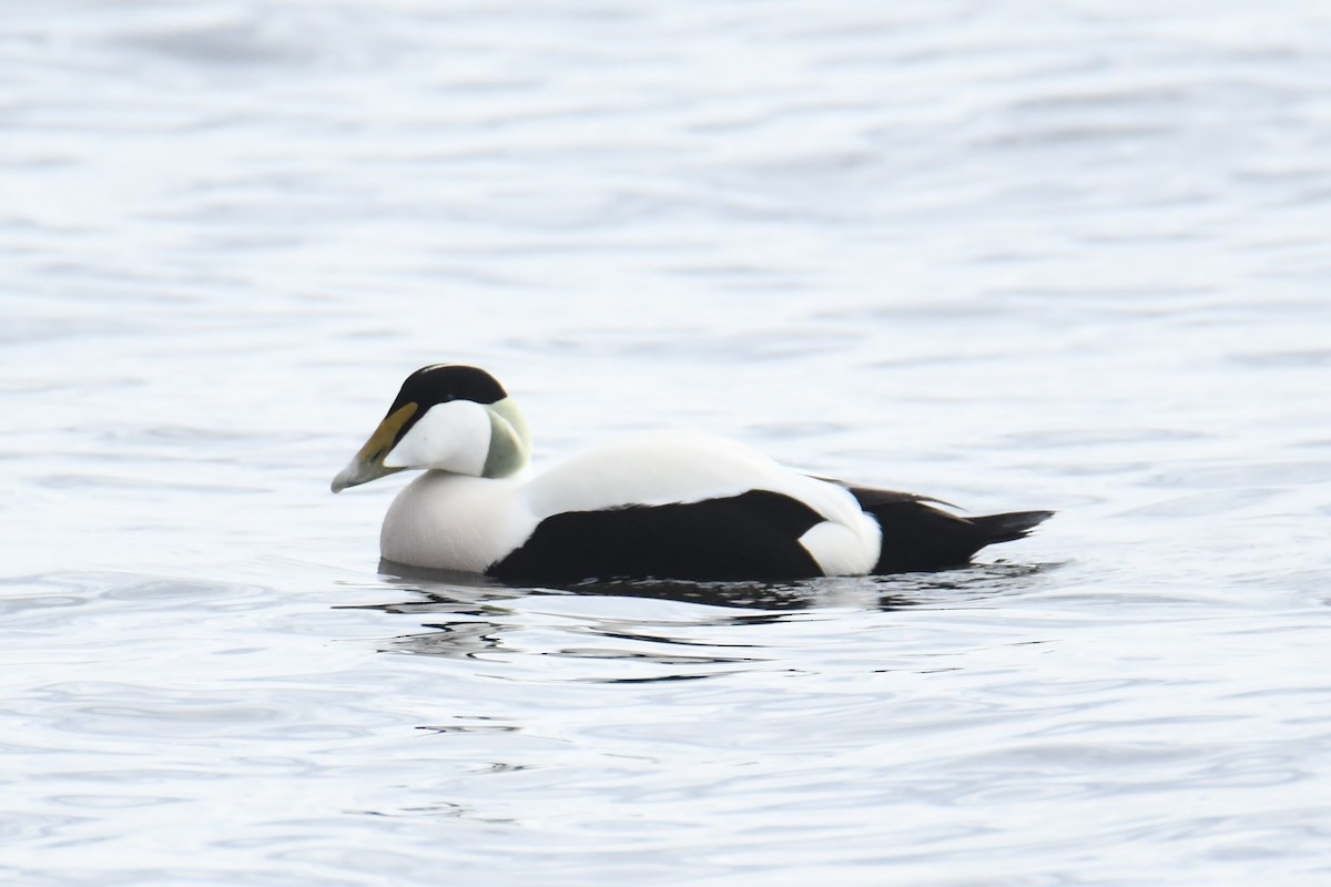 Common Eider - ML617785889