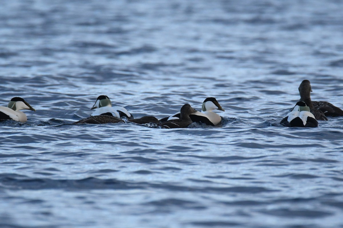 Common Eider - ML617785895