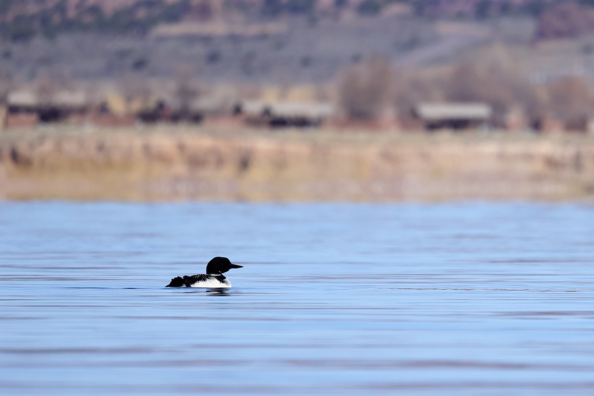 Common Loon - Tory Mathis