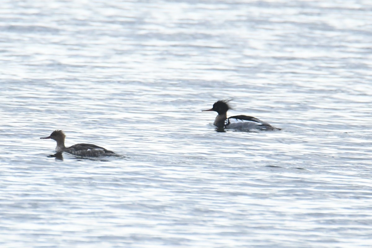 Red-breasted Merganser - ML617785934