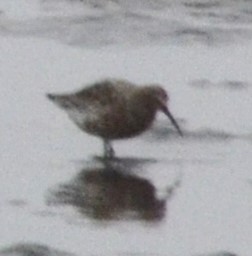 Curlew Sandpiper - ML617785945