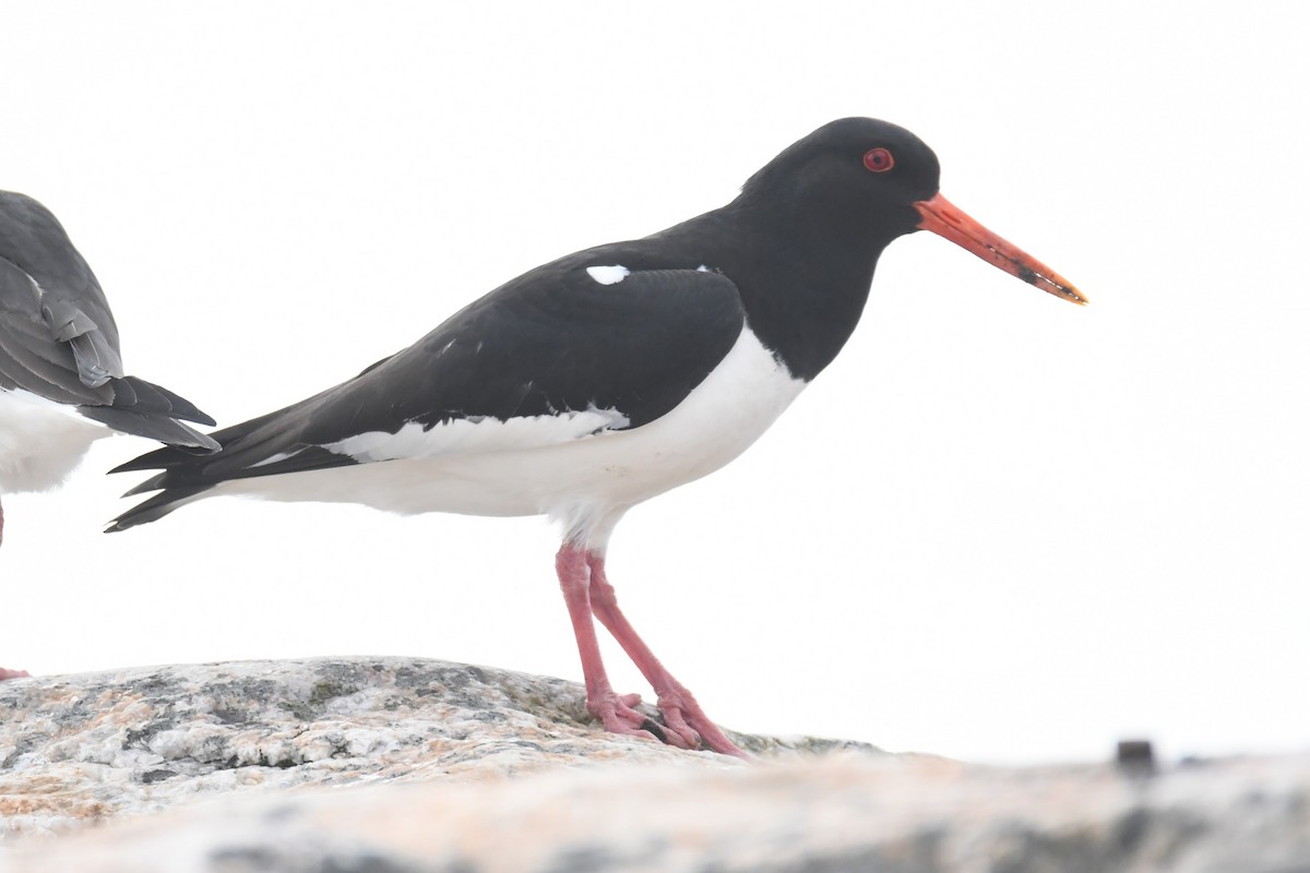 Eurasian Oystercatcher - ML617785947