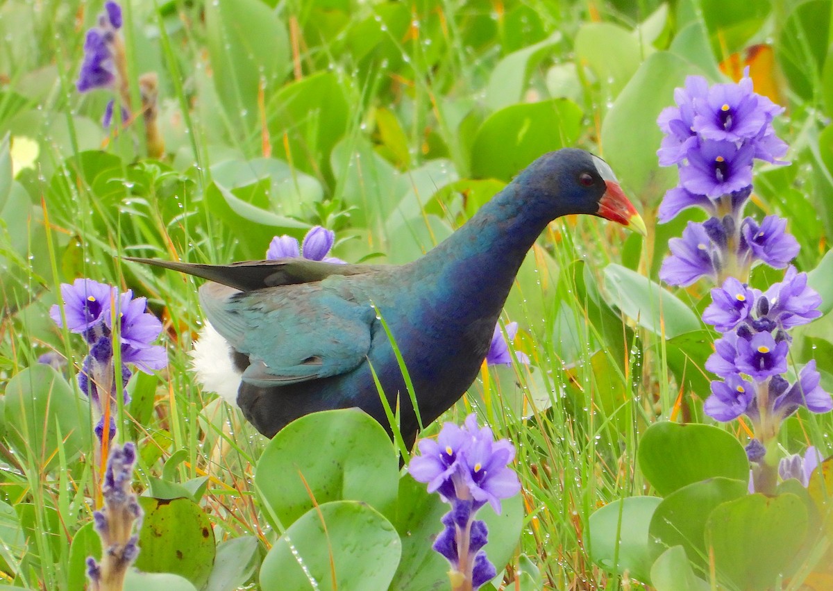 Purple Gallinule - ML617785954