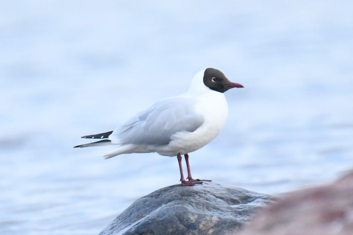 Mouette rieuse - ML617785955