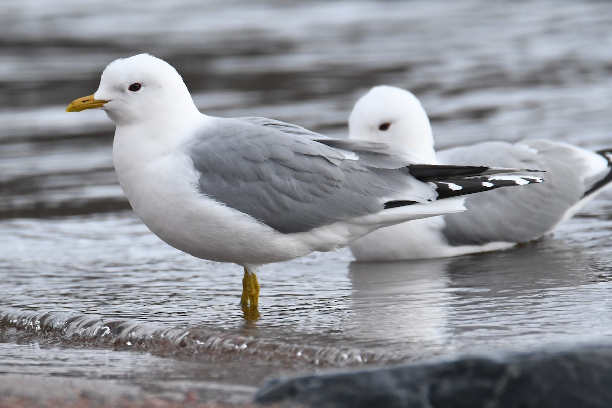 Common Gull - ML617785968