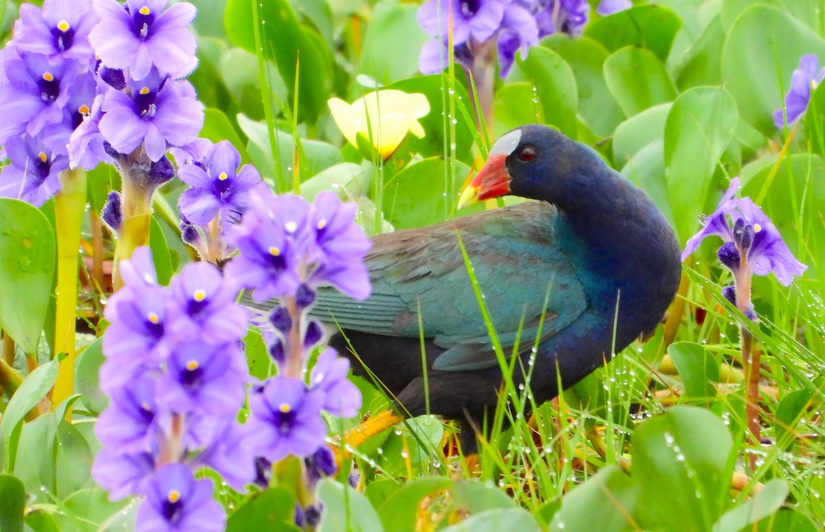 Purple Gallinule - ML617785975