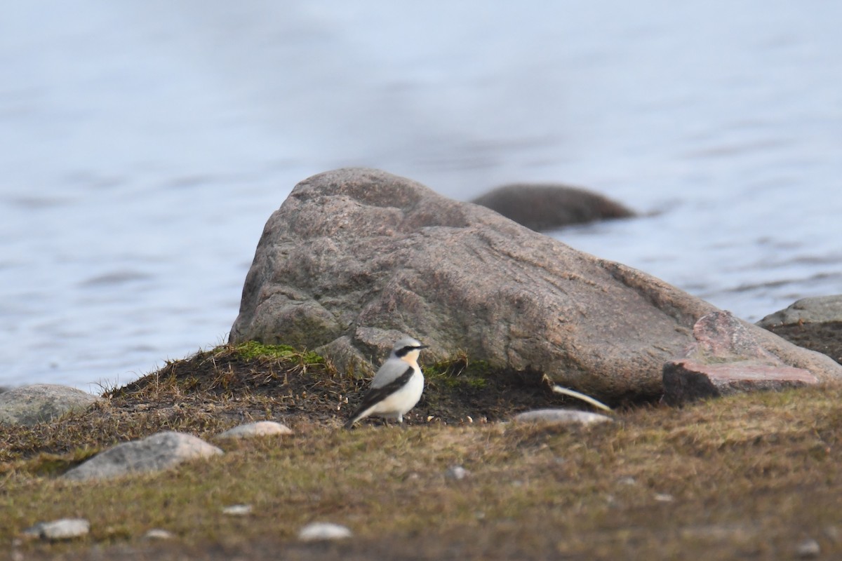 Northern Wheatear - ML617785988