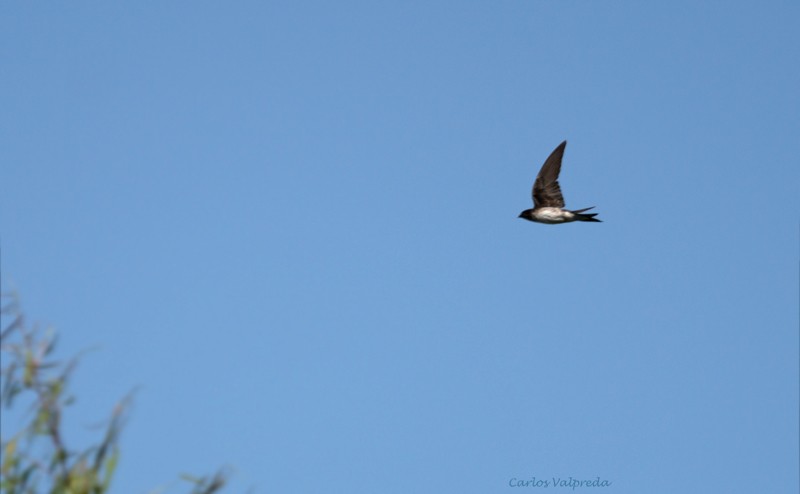 Gray-breasted Martin - ML617785989